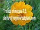 Trollius Chinensis P.E. (Shirley At Virginforestplant Dot Com)